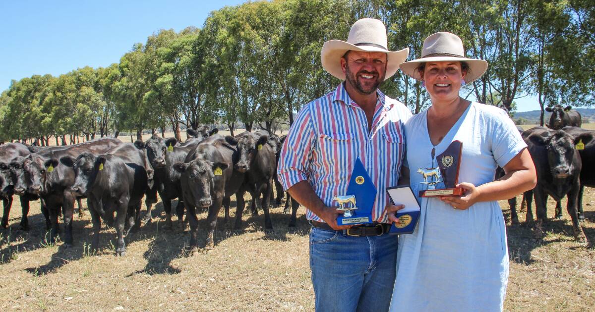 Beef Spectacular Feedback Trial 2024: Genetic testing ramps up Big Springs operation