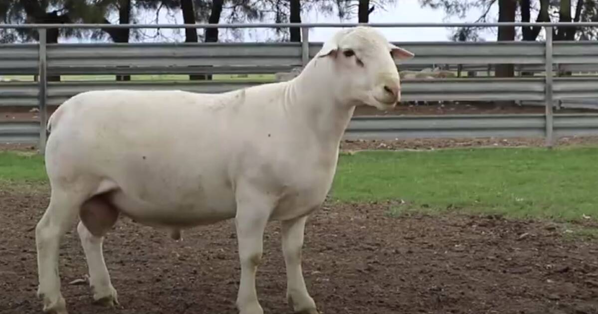 White Dorpers top the market at Bellevue Dorper sale