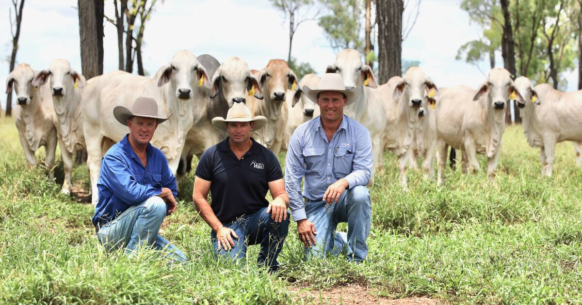 NCC Brahman stud sold before auction