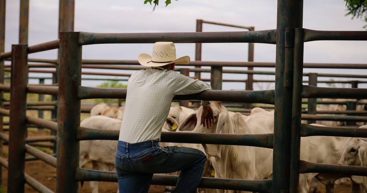 AgForce Young Producers Council launches First Farm Buyers Guarantee Scheme | Queensland Country Life