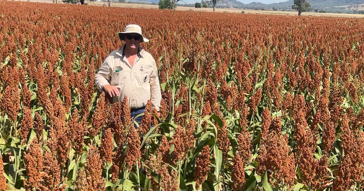 Less than five points separate crops in the Duri Ag Bureau's sorghum comp