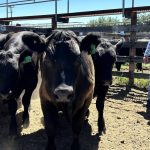 Opportunities for cattle producers in 2024