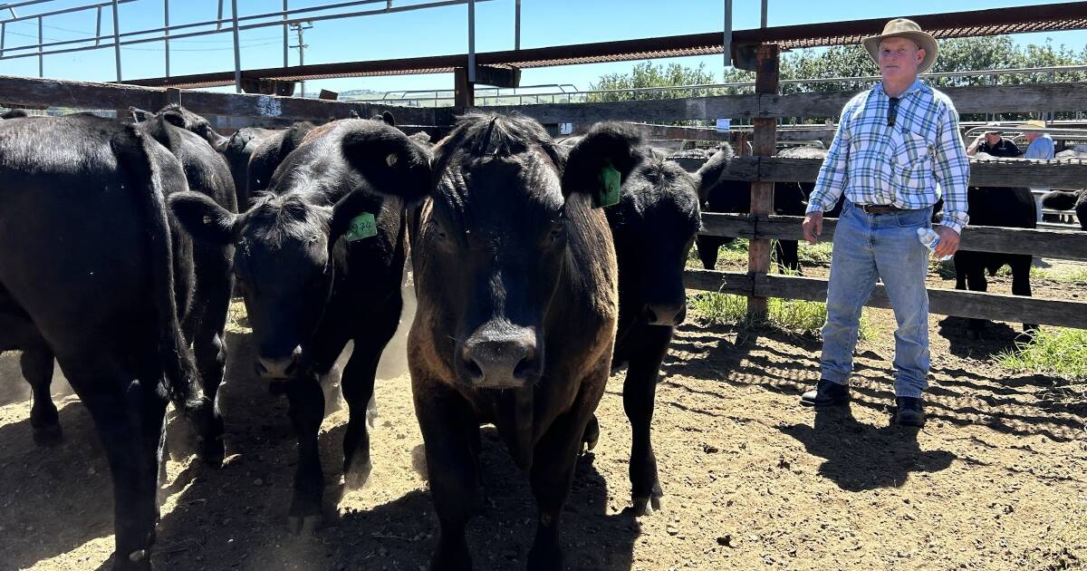 Braidwood cows with calves sell to $2400