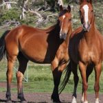 Fierce fight for feeder cattle across northern NSW