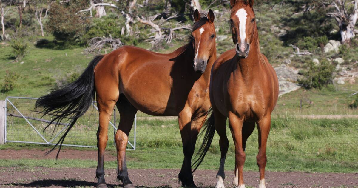 TopX Cloncurry horse sale cancelled