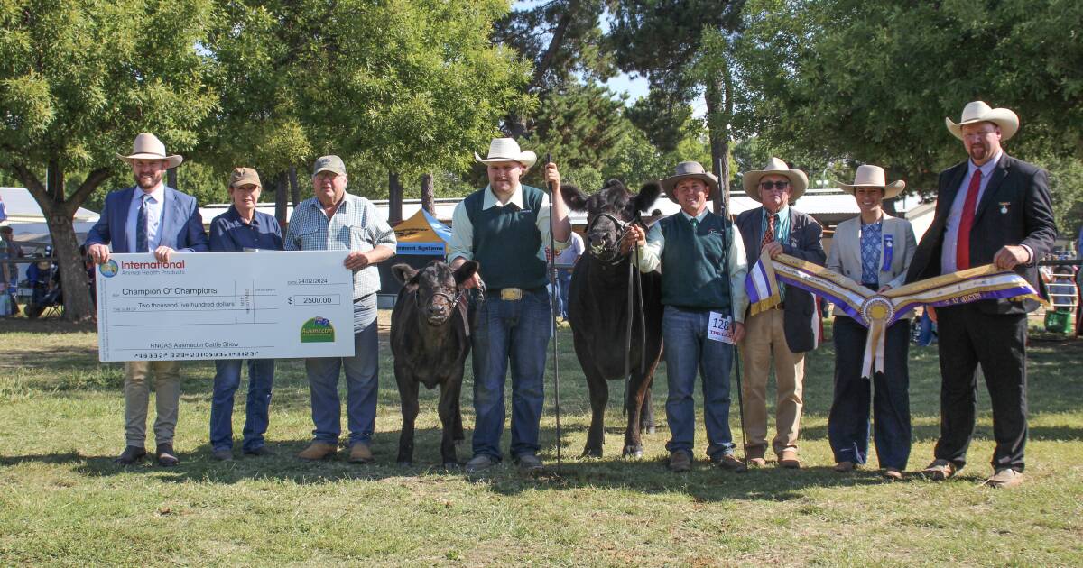 Limousin Cow Lynbrook Nightingale S3: Champion of Champions at 2024 Royal Canberra Show | The Land