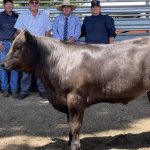 Westscott family win Doug Bicket Memorial Ewe Competition