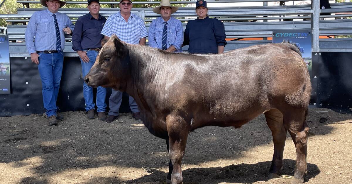 Glen Innes Show Steer Sale: Limousin champion at $20/kg | Queensland Country Life