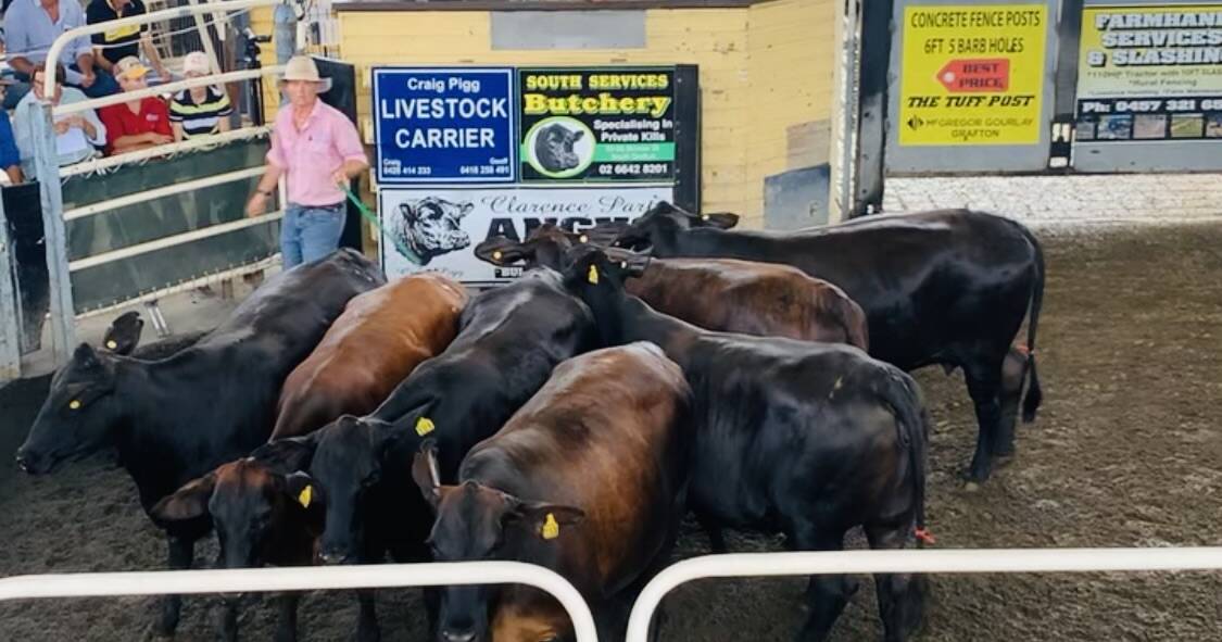 Restockers keen on Grafton female cattle