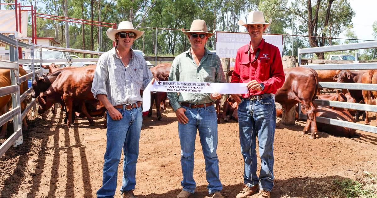 Top honours at Eidsvold Santa show for Chinchilla's Hatton Cattle Company