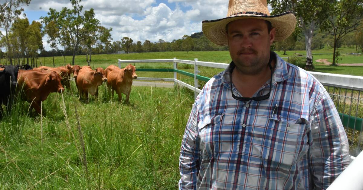 Speckle Park triplets and fixed time AI on Blair Plains farm | North Queensland Register