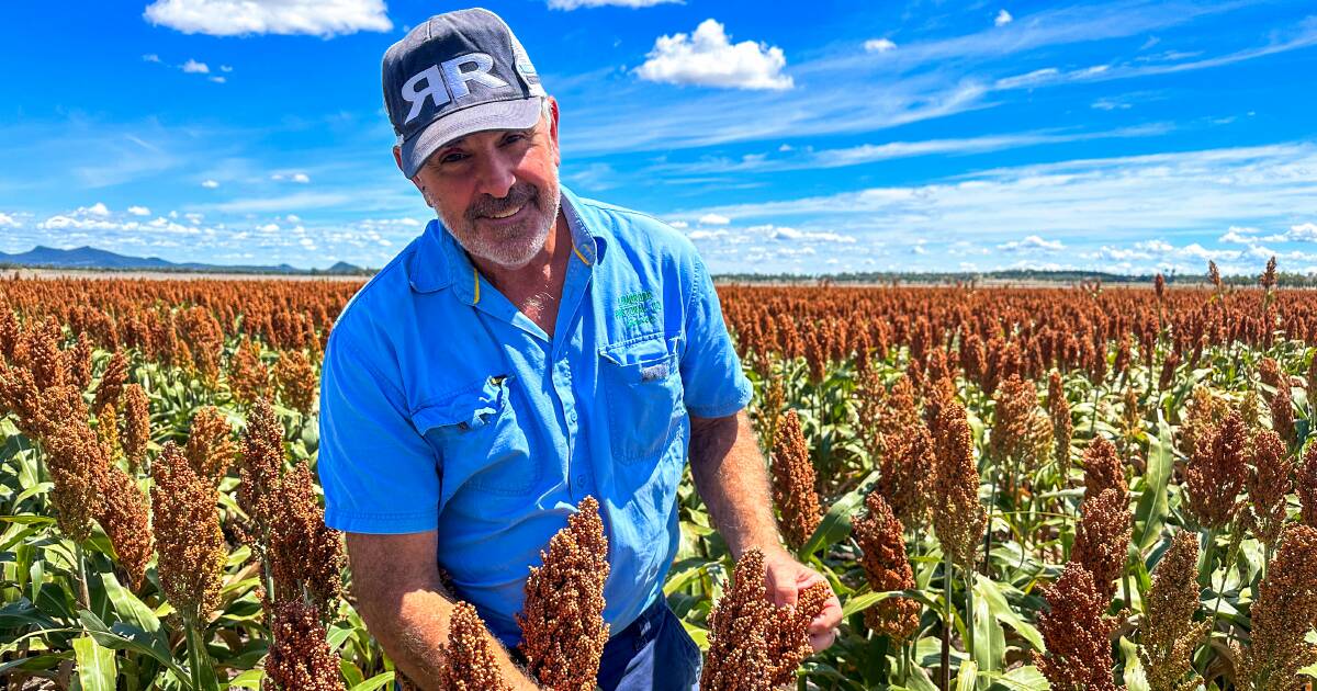 Lambrook Pastoral Co wins AgShows NSW Durum Wheat Competition | The Land