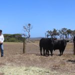 Hope of rain lifts confidence at Dubbo store cattle sale