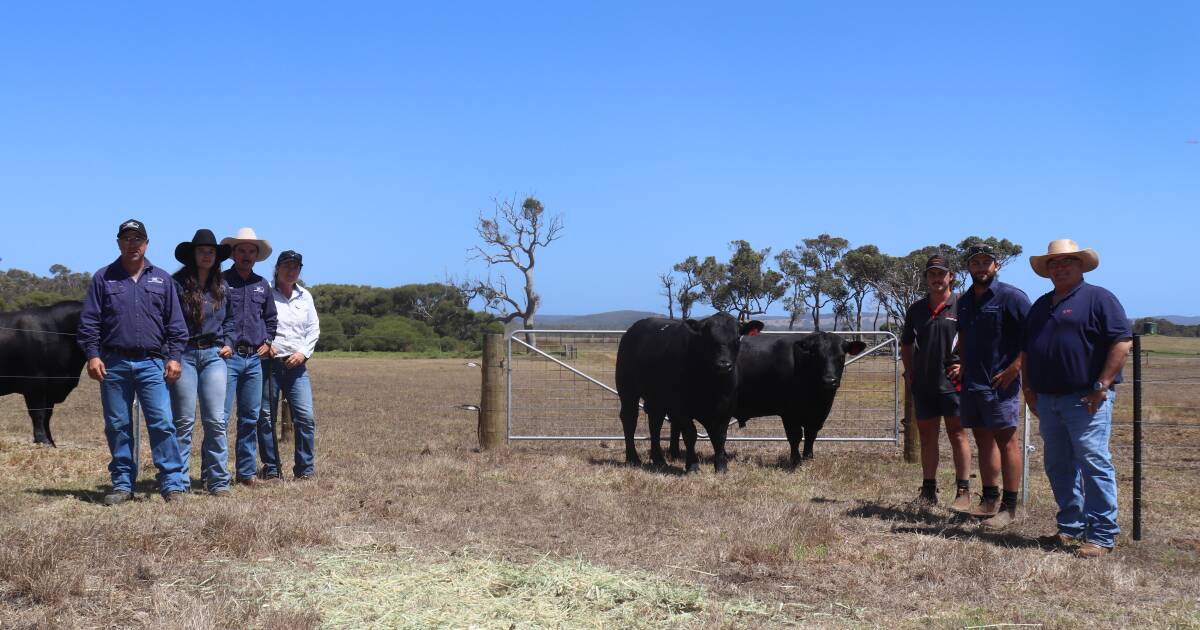 Mason Valley stud achieves high prices in bull sale | Farm Weekly