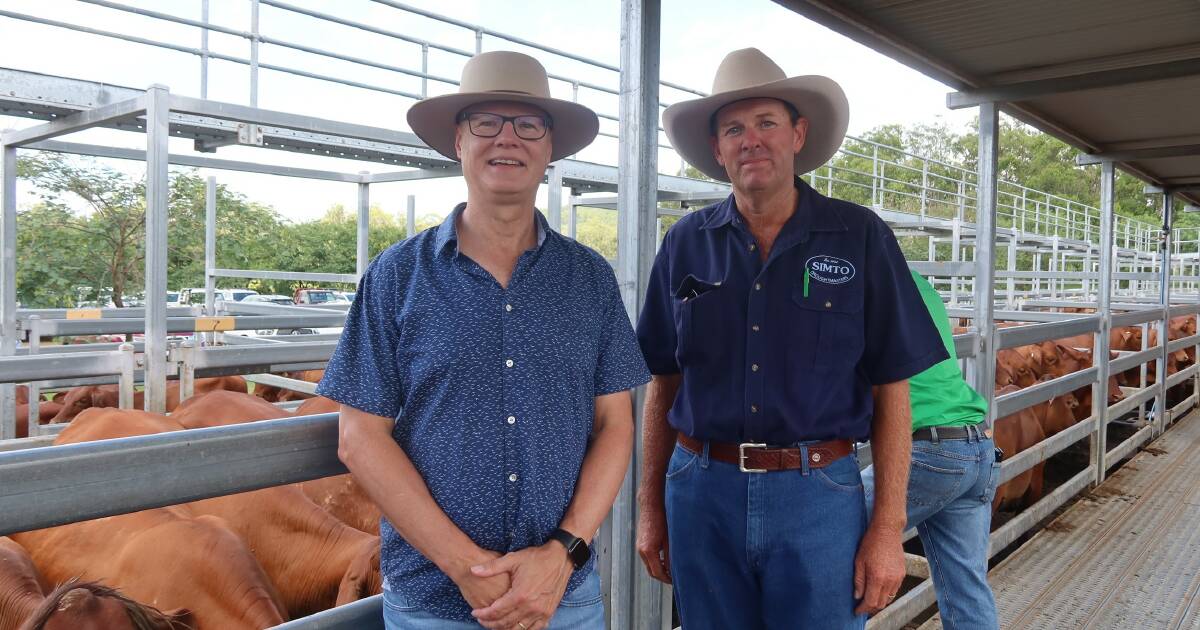 Droughtmaster cross steers reach $1760 at Beaudesert All Red sale