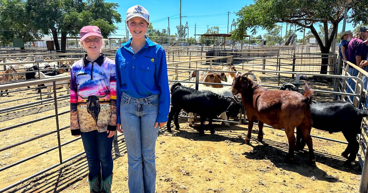 Majority of goats sold in Dubbo will head south