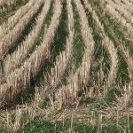 Rice blast crop resistance project in need of further funding