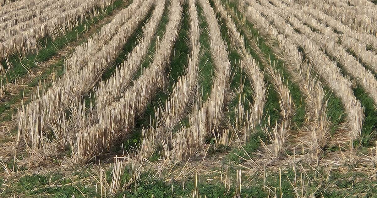 Crop stubble retention a great idea but with issues