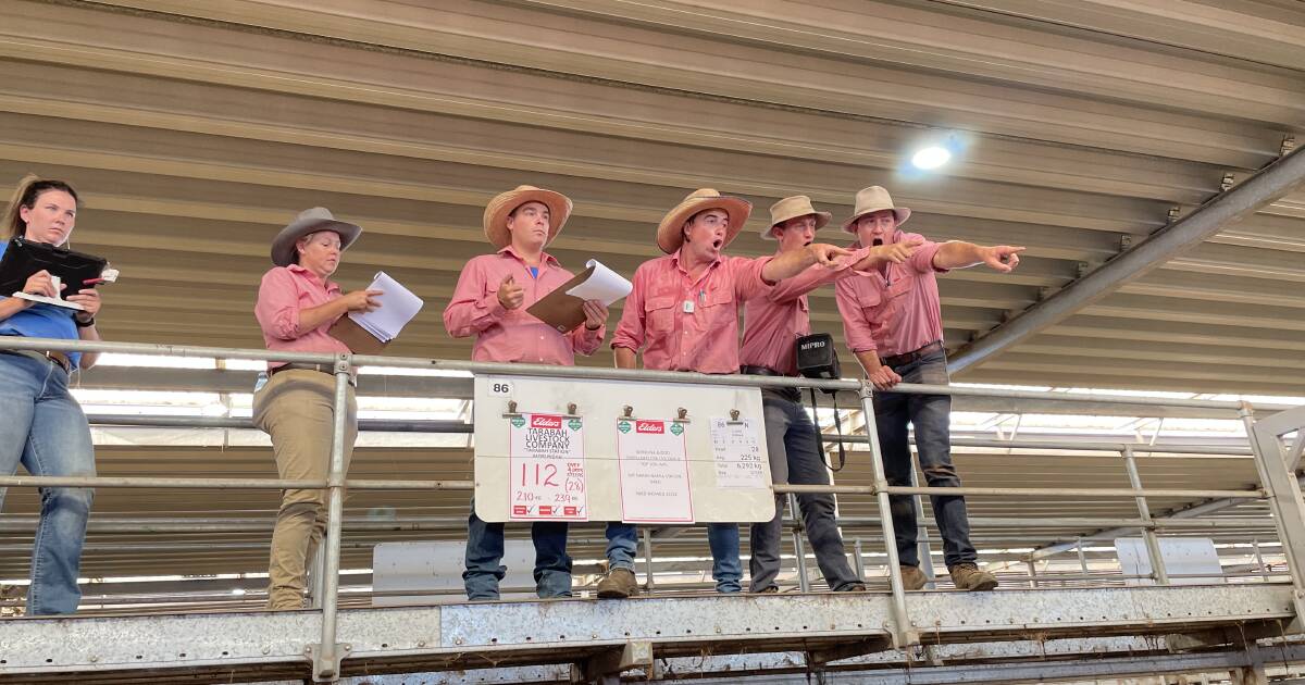 Feature Hereford runs jump in price at Wodonga