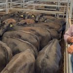 TopX Cloncurry horse sale cancelled