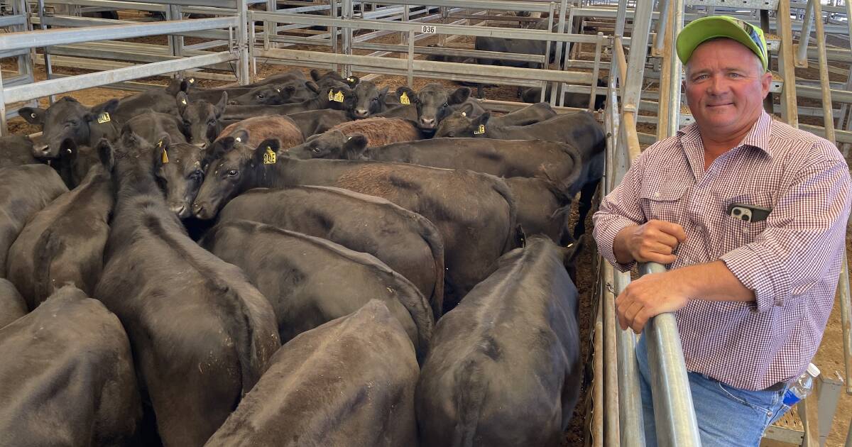 Fierce fight for feeder cattle across northern NSW