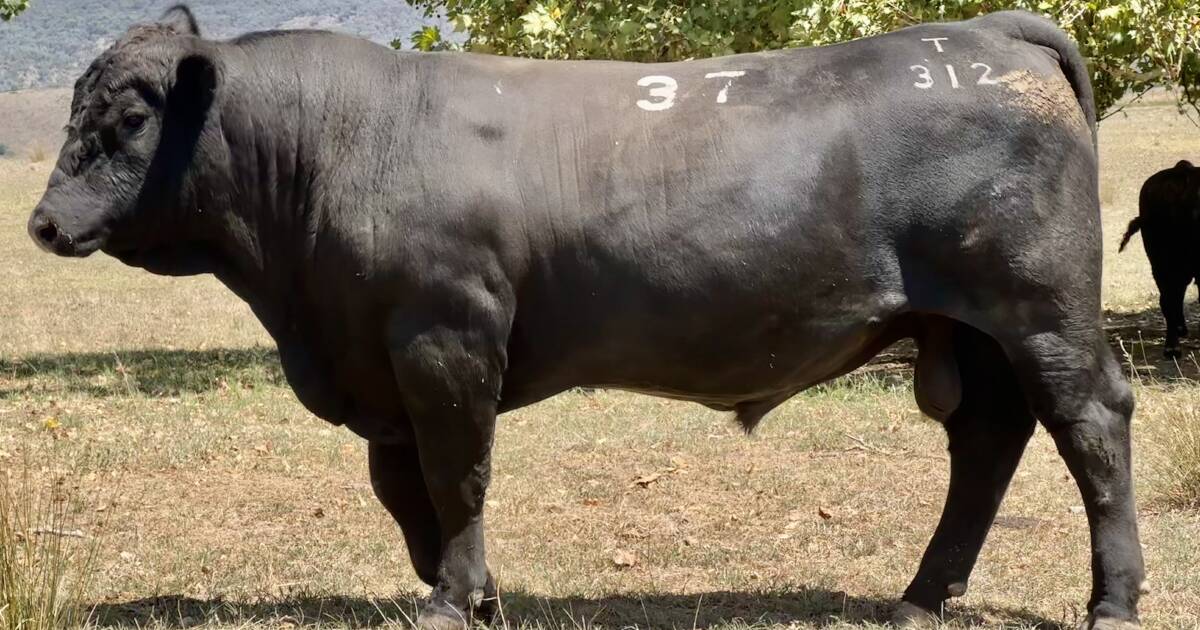 Low birth weight, high marbling bulls in demand at Brewer Beef sale