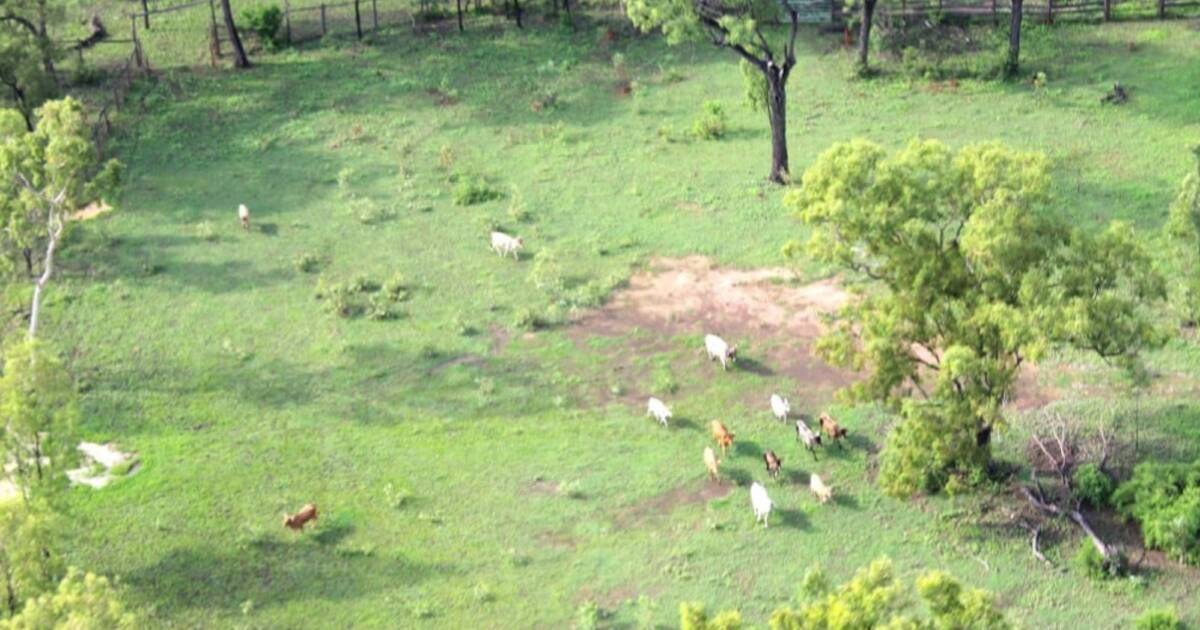 Fairlight Station offered with unknown number of cattle