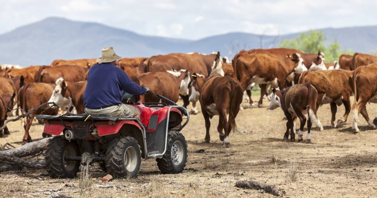 Cattle herd size to ease slightly, MLA's first projections for 2024 say