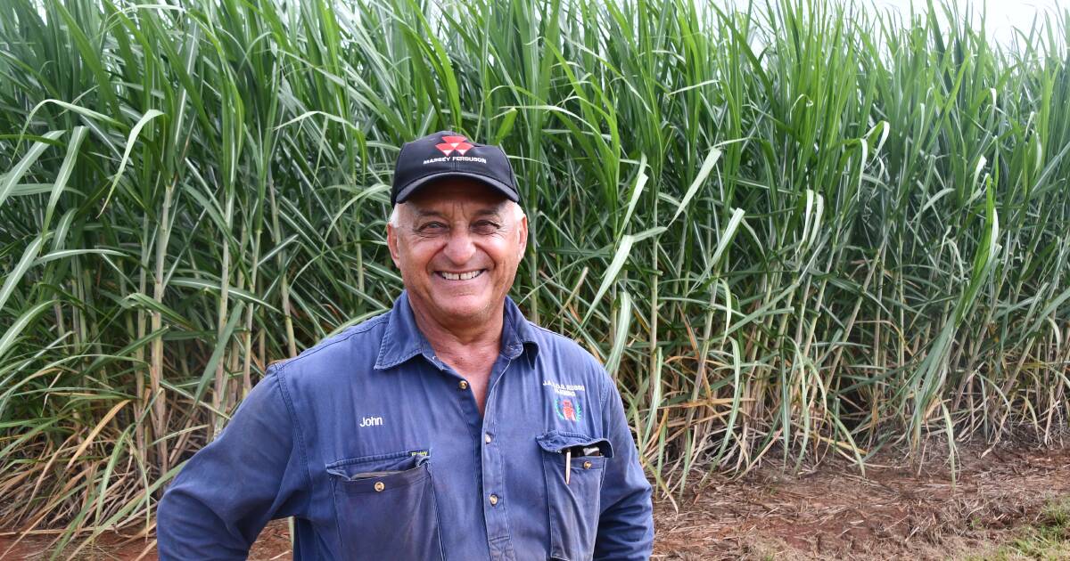 Cane grower John Russo diversifies into macadamias | North Queensland Register