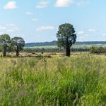 Murray Greys fit well in Great Southern