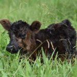 The Legends of Beef Dinner: honouring beef producers in Brisbane Valley | Queensland Country Life