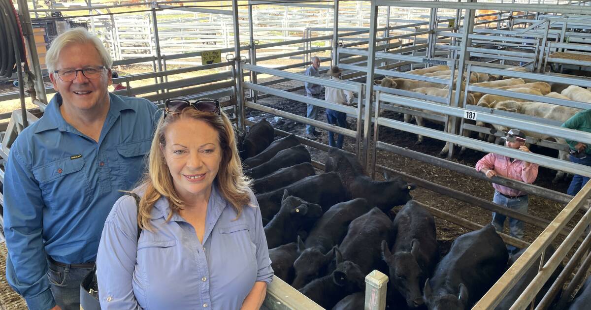 Light cattle soar past 550c/kg at Carcoar store sale