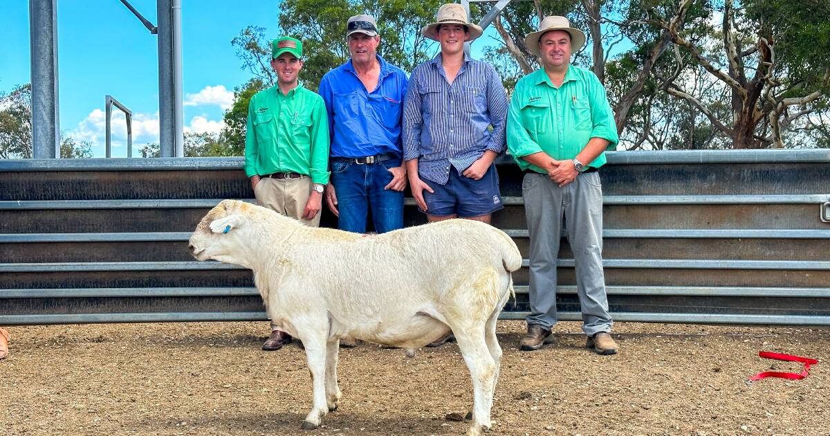 Rams sold to three states at the Red Hill Australian White sale