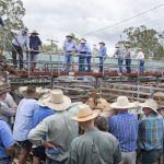 Live export type bulls reach 254.2c at Mareeba