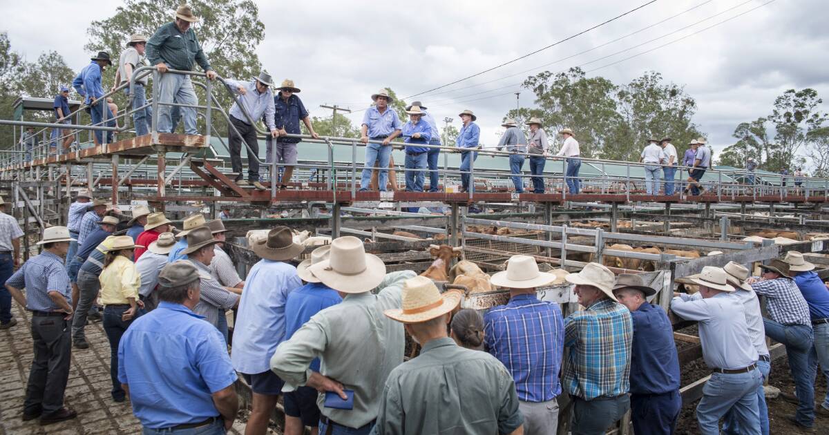 Heavy feeders top at 338c/$1705 at Gympie