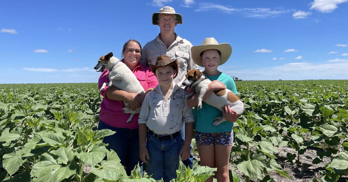 Summer sunflower production forces farmers to "look outside the box"