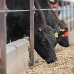 Why did the Cootamundra sheep and lamb saleyards close? | The Land