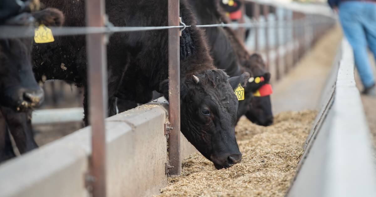 Feedlot feedback key to becoming a "preferred supplier"