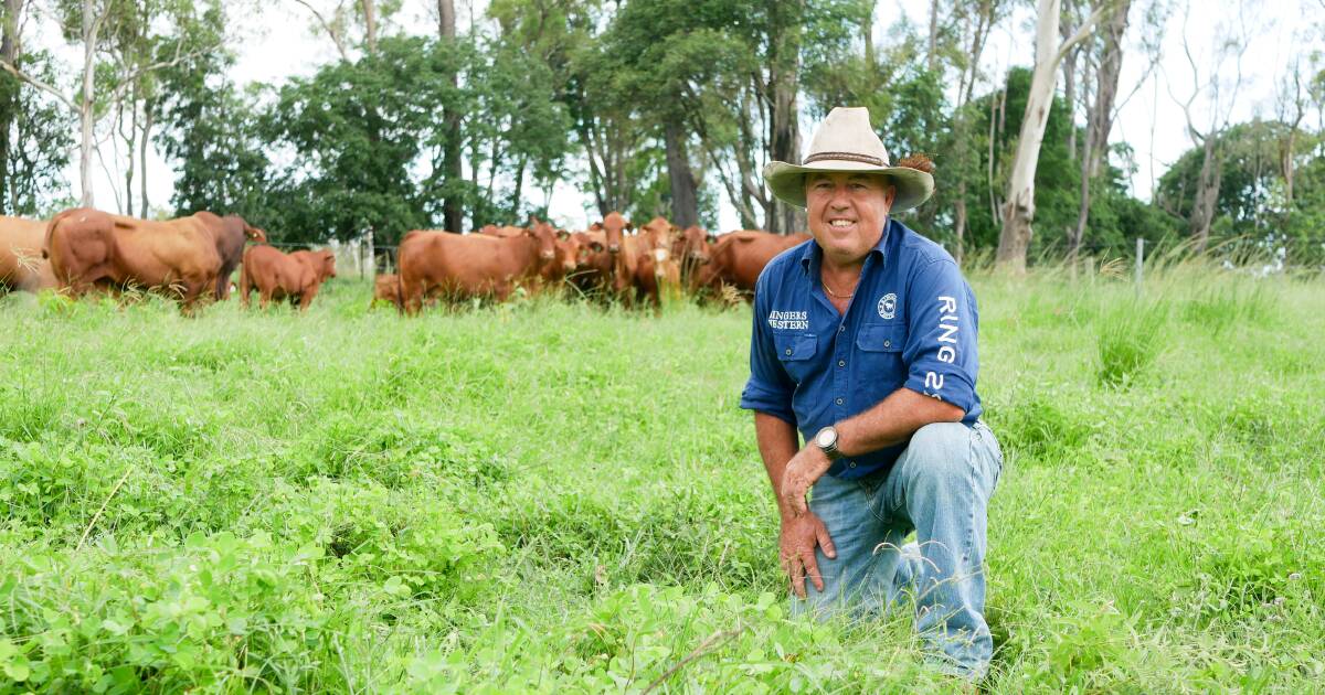 'Cows for your country and bulls for your market' underpins Wallace operation