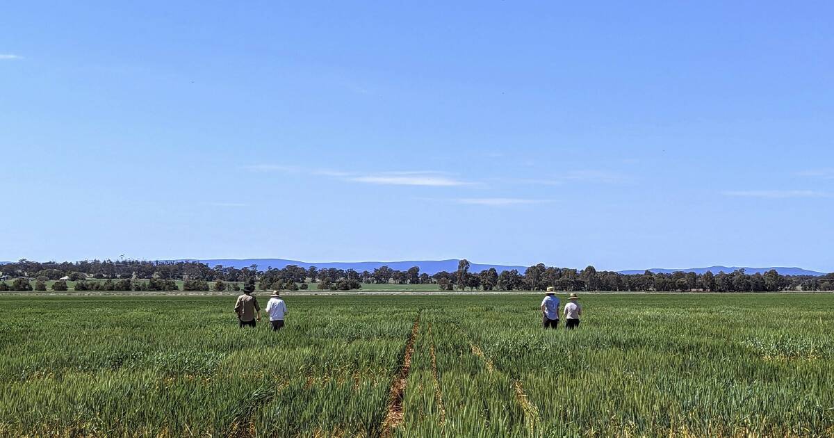 GRDC Invests $1.9 million in climate-resilient crop research | Farm Weekly