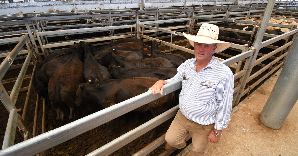 2024 Tamworth Early Bird Feature Weaner Sale sees dearer trend for weaner steers | The Land