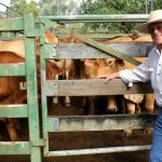 U.S. cattle inventory reaches 73 year low