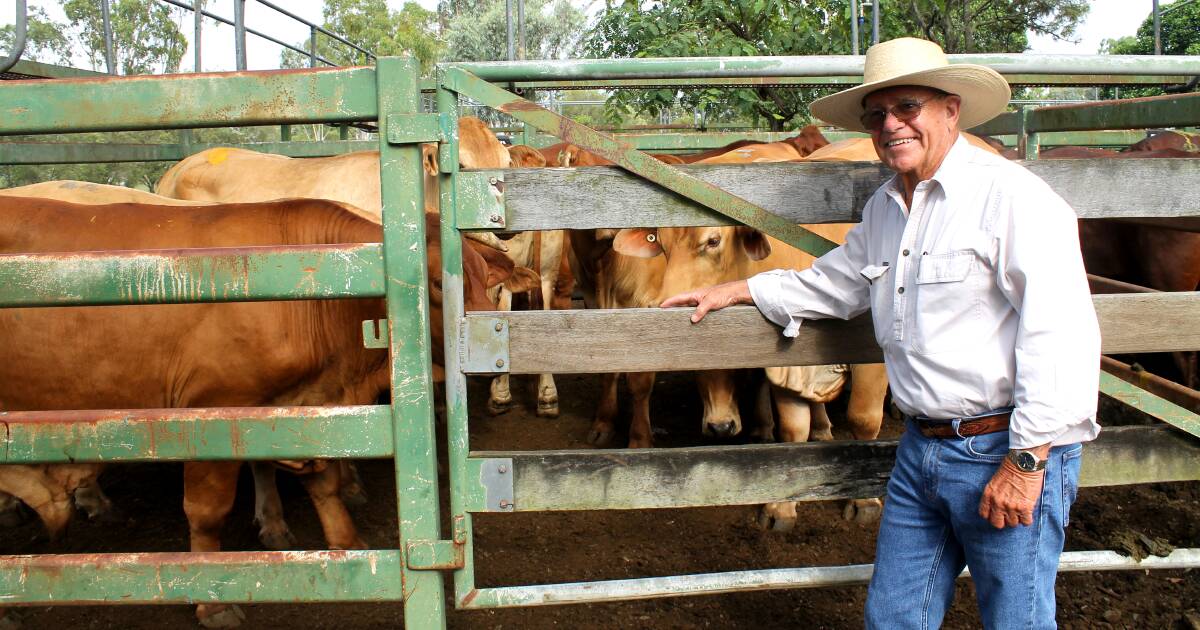 Market confidence reflected in yarding and prices at Moreton Saleyards