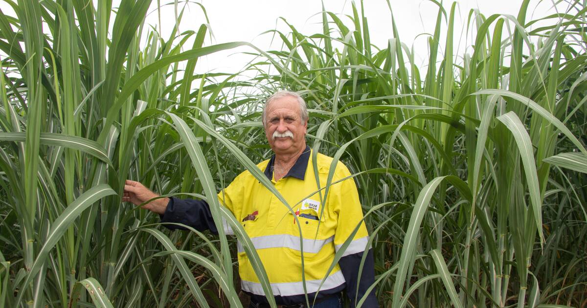 Michael Turner's decades of dedication to the Queensland sugar industry