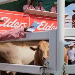 Elders Live Animal Export Certification Scandal revealed | The Land