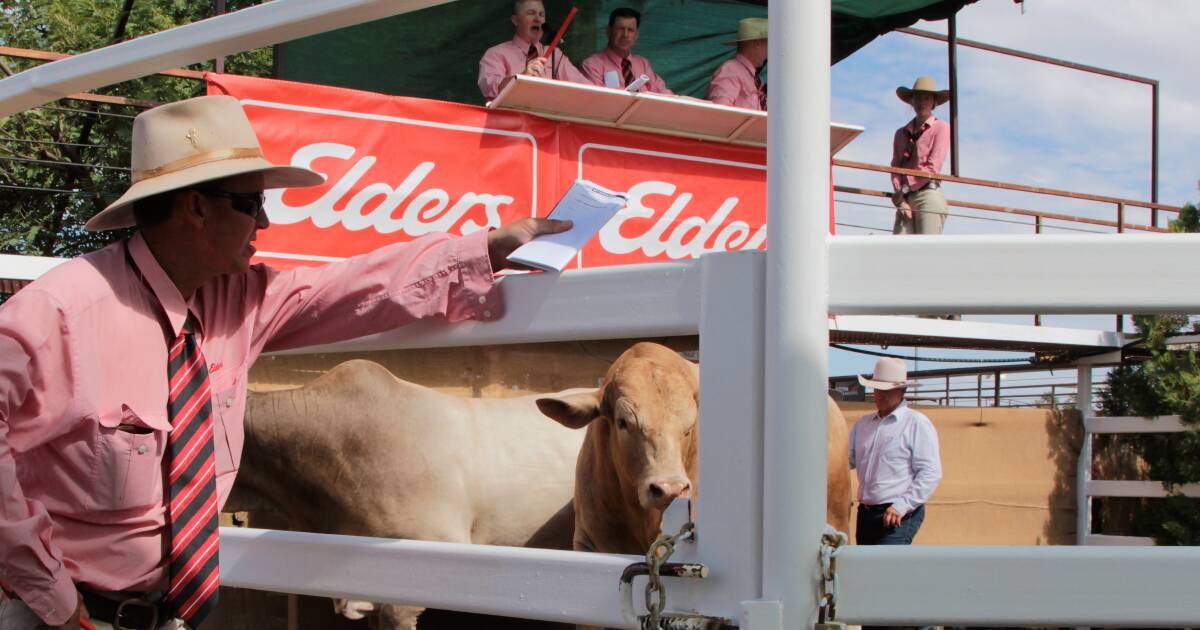 Longreach invitational bull sale returns to sale calendar