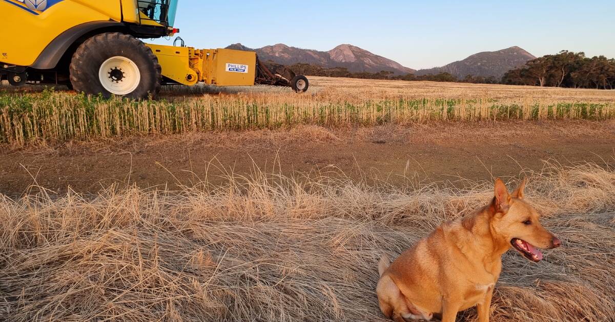 Hats, hail, harvest and happy dogs