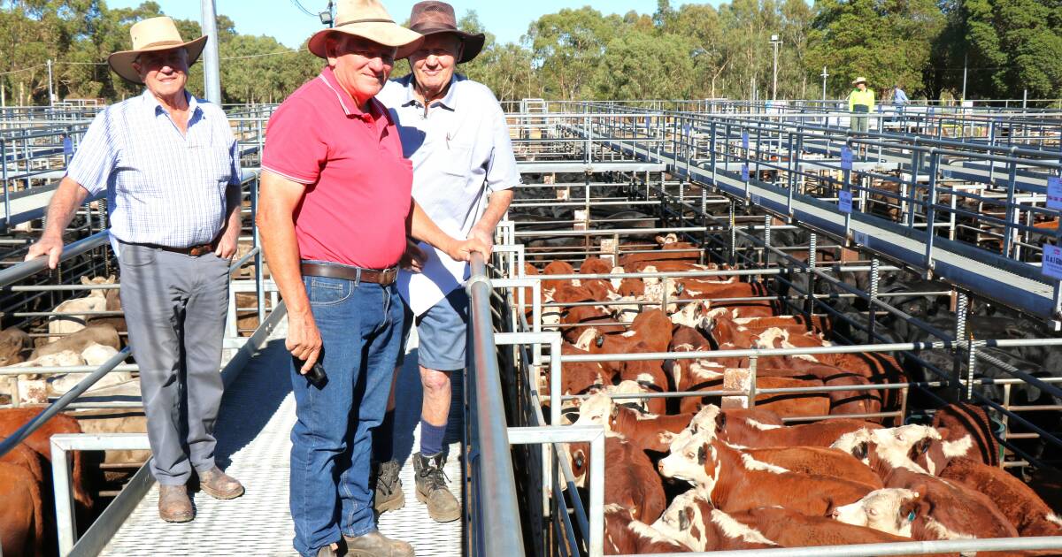 Boyanup steer weaners sell to $1313 high