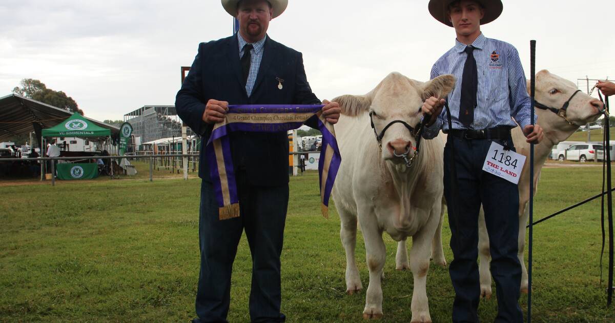 Canberra Royal 2024: Charolais results