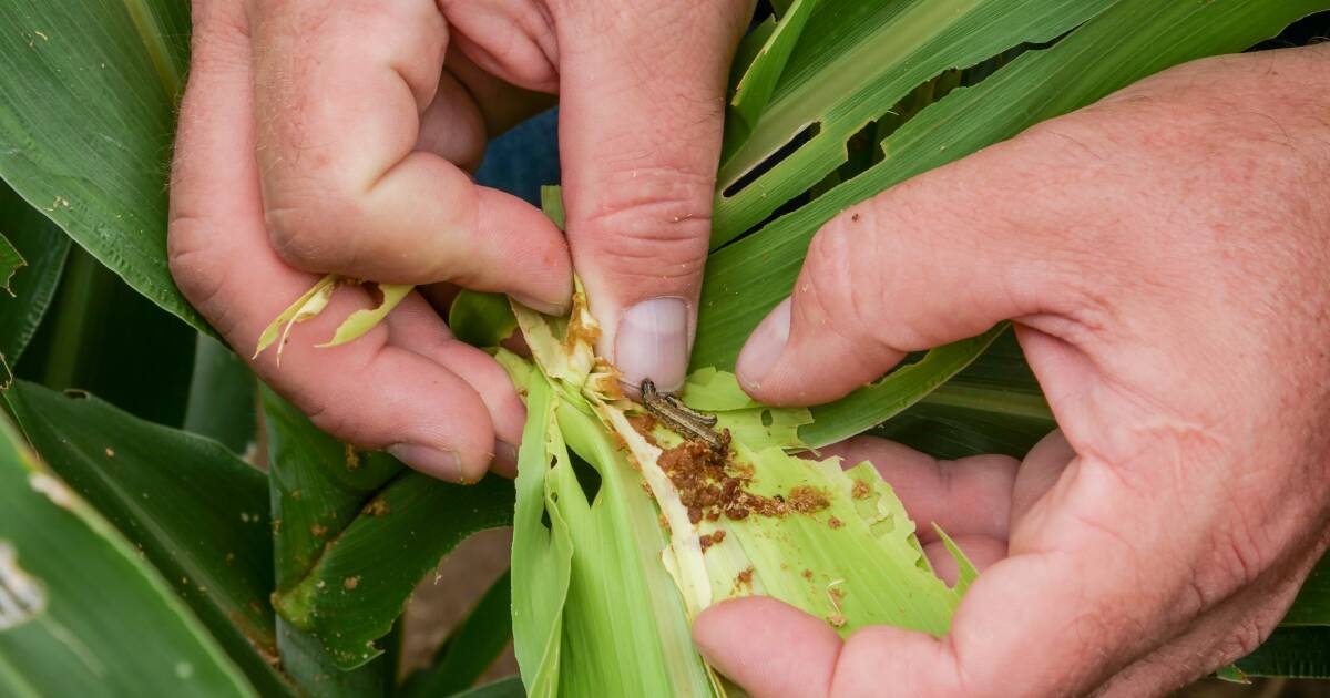 New research to manage fall armyworm damage in Queensland | Queensland Country Life